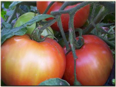 vine ripened tomato's from our garden